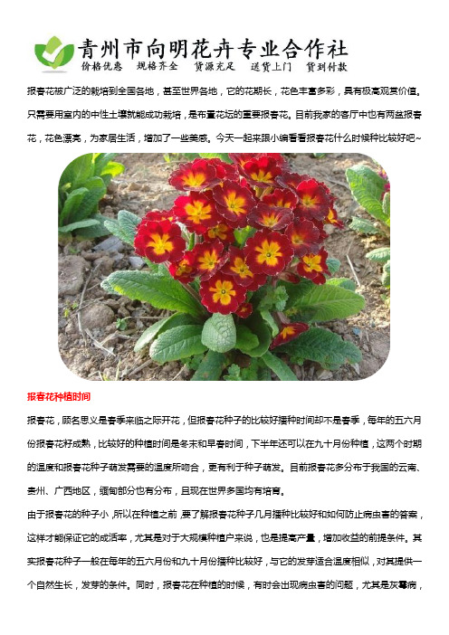 报春花小苗什么时候播种比较好