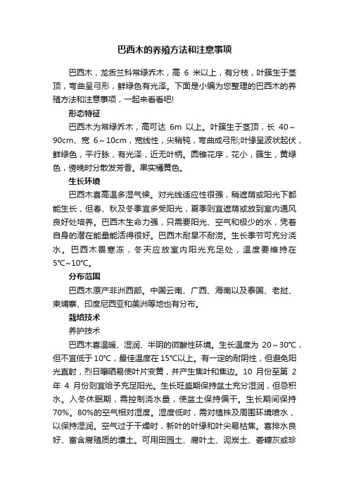 巴西木的养殖方法和注意事项