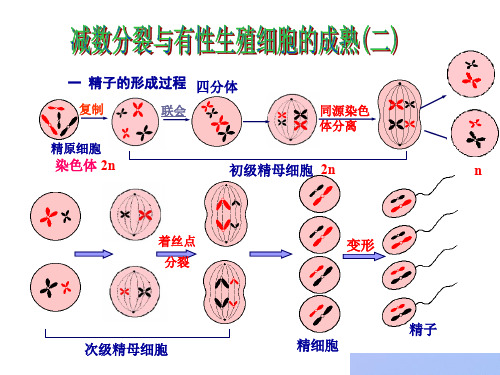 一精子的形成过程-精选文档28页