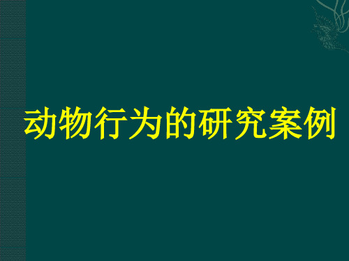 动物行为的研究案例课件