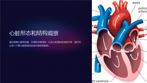 心脏形态和结构观察