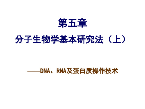 第五章分子生物学基本研究法(上)DNA、RNA及蛋白质操作技术可编辑全文