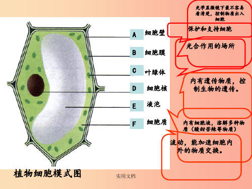 山东省威海市文登区实验鲁中学六年级生物上册 2.1.3 观察动物细胞(第1课时) 鲁科版五四制