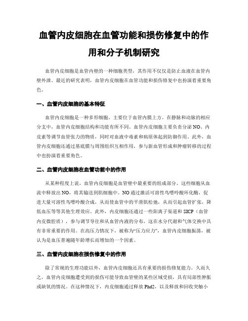 血管内皮细胞在血管功能和损伤修复中的作用和分子机制研究