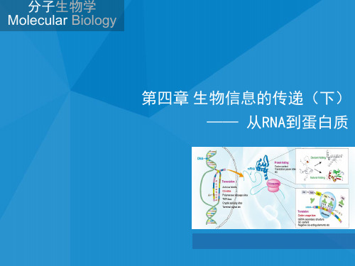 分子生物学生物信息的传递从RNA到蛋白质