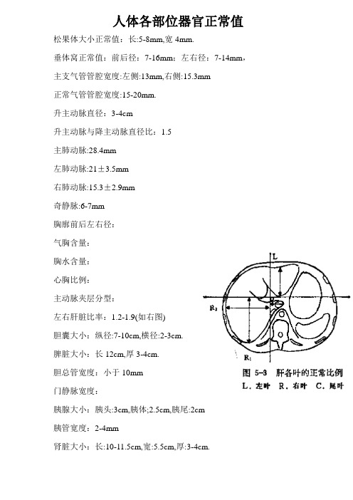 人体器官正常值(影像学)