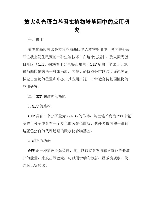 放大荧光蛋白基因在植物转基因中的应用研究