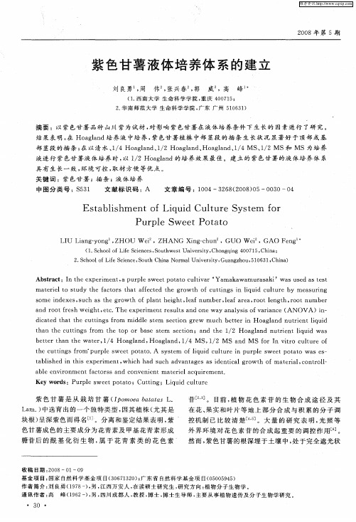 紫色甘薯液体培养体系的建立