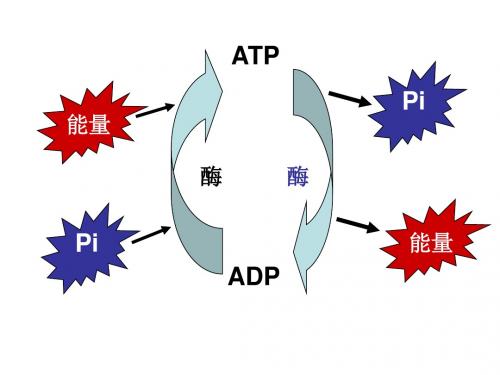 呼吸作用1