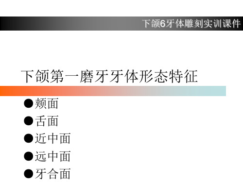 下颌6牙体雕刻实训课件