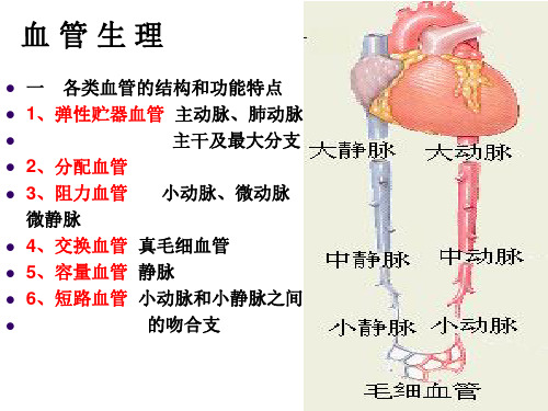 生理学一些重点ppt