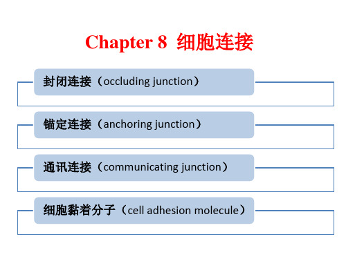 高中生物《细胞连接》课件