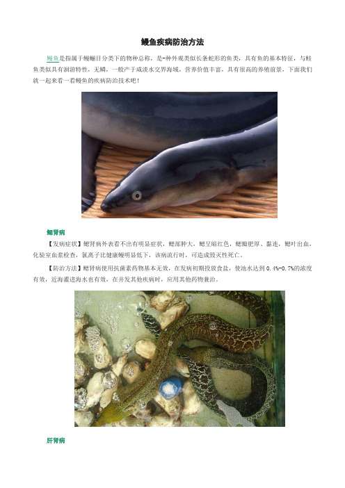 鳗鱼疾病防治方法