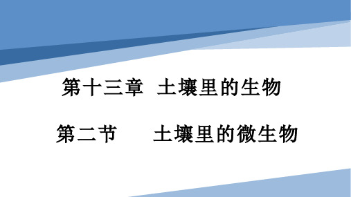 13.2.1土壤里的微生物-七年级生物下册课件(苏科版)