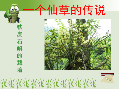 铁皮石斛