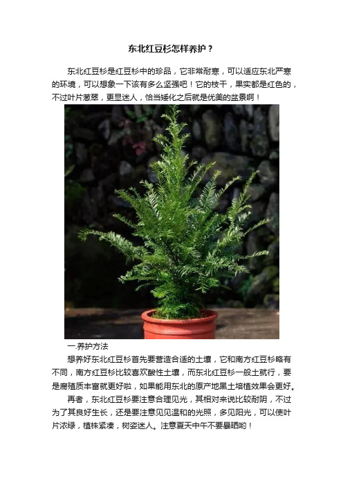 东北红豆杉怎样养护？