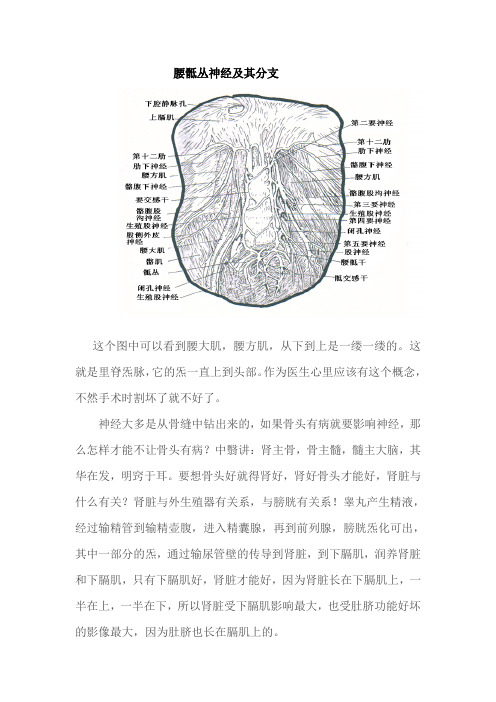 腰骶丛神经及其分支