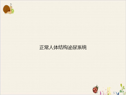 正常人体结构泌尿系统PPT.