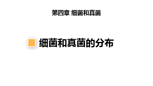 第一节细菌和真菌的分布课件2023--2024学年人教版生物八年级上册