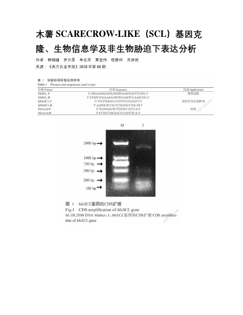 木薯SCARECROW-LIKE（SCL）基因克隆、生物信息学及非生物胁迫下表达分析