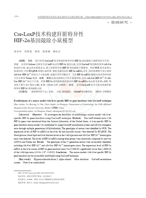 Cre-LoxP技术构建肝脏特异性HIF-2α基因敲除小鼠模型