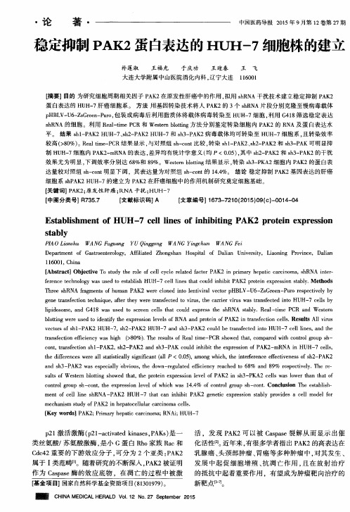 稳定抑制PAK2蛋白表达的HUH-7细胞株的建立