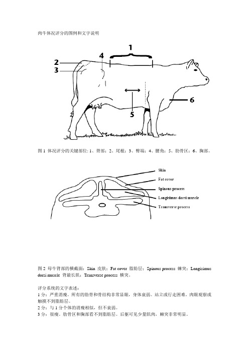 肉牛体况评分的图例和文字说明