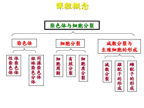 染色体与细胞分裂