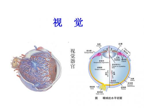 神经生物学 感觉系统-视觉