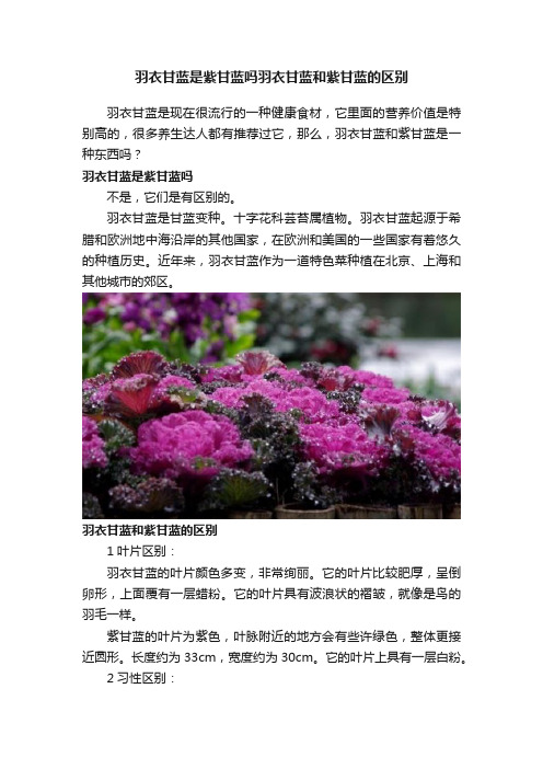 羽衣甘蓝是紫甘蓝吗羽衣甘蓝和紫甘蓝的区别