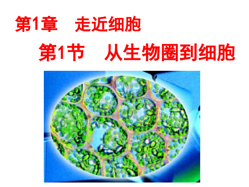 人教版 必修一 从生物圈到细胞PPT课件