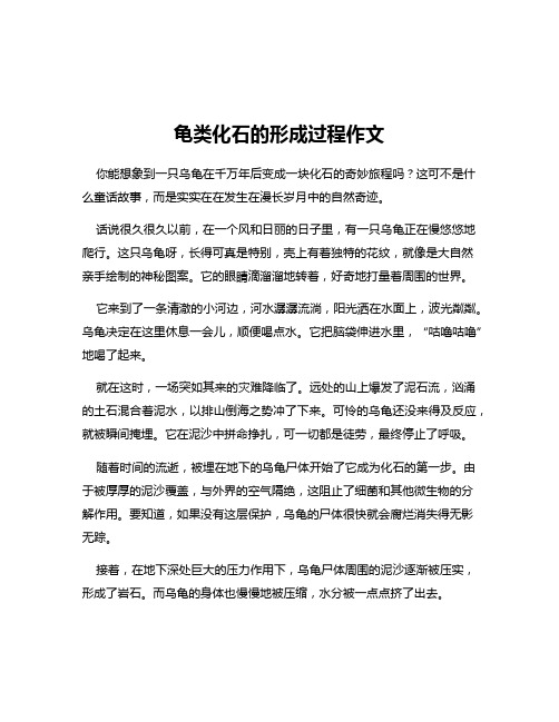 龟类化石的形成过程作文