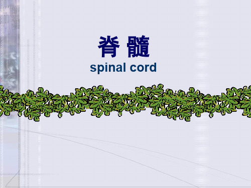 系统解剖学脊髓