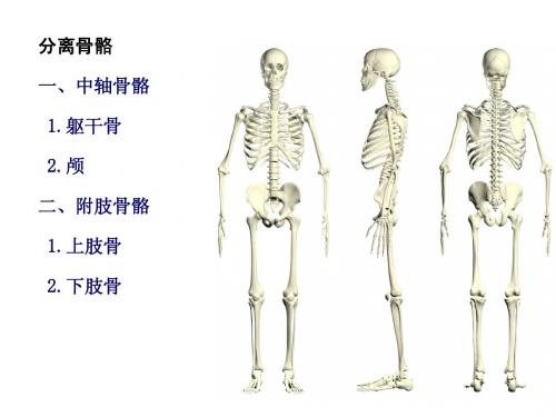 躯干骨及连结