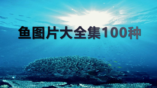 鱼图片大全集100种