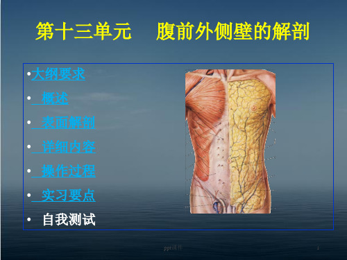 腹壁的解剖  ppt课件