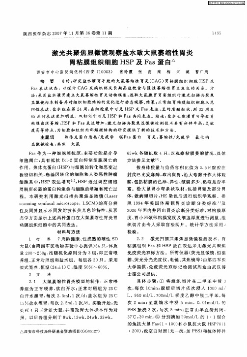 激光共聚焦显微镜观察盐水致大鼠萎缩性胃炎胃粘膜组织细胞HSP及Fas蛋白