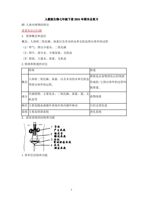 【核心背练】《05 人体内废物的排出》期末总复习(解析版)