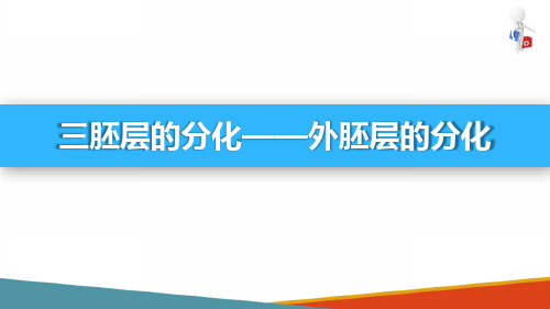 胚胎学概要—胚层的形成和分化(组织胚胎学课件)