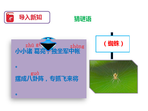 二年级语文下册《蜘蛛开店》课件人教部编版(共22张PPT)