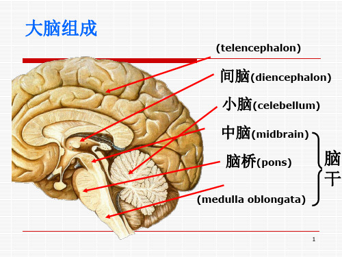 脑叶功能 ppt课件