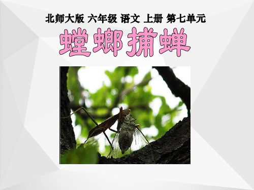 北师大版六年级语文上册《螳螂捕蝉》优质课课件