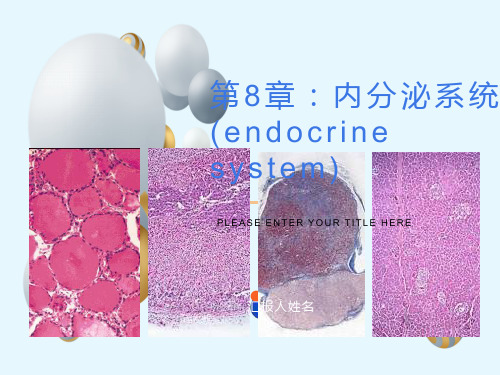 组织学与胚胎学第八章内分泌系统