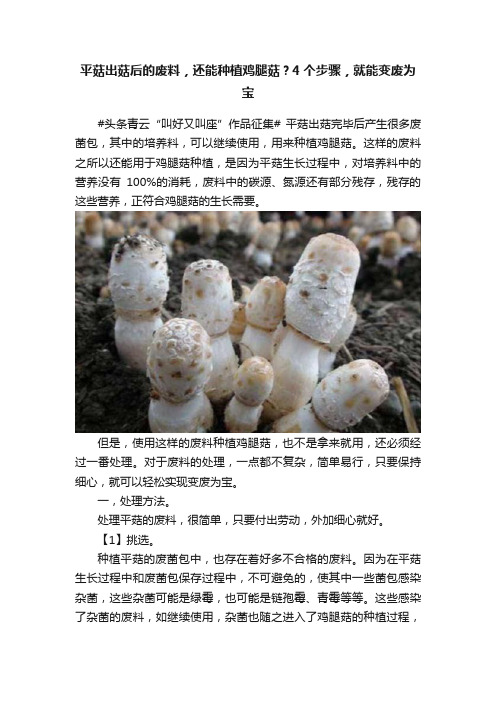 平菇出菇后的废料，还能种植鸡腿菇？4个步骤，就能变废为宝