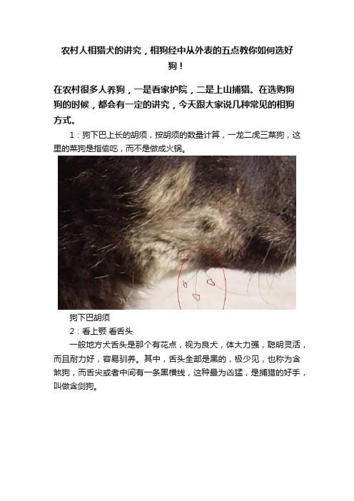 农村人相猎犬的讲究，相狗经中从外表的五点教你如何选好狗！