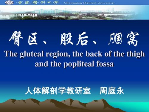 03臀区、股后、腘窝