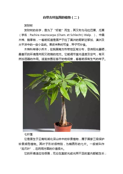 自带吉祥氛围的植物（二）