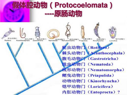 假体腔动物五-精品文档