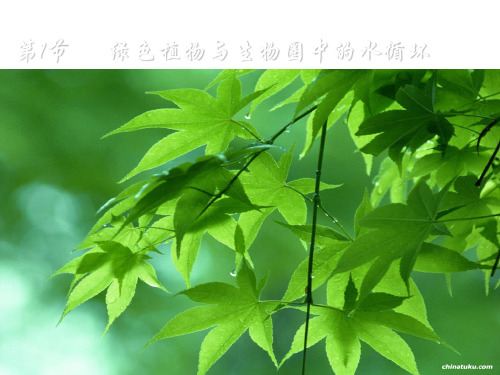 18.1绿色植物与生物圈中的水循环