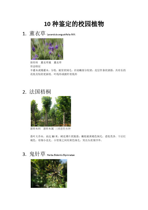 10种鉴定的校园植物